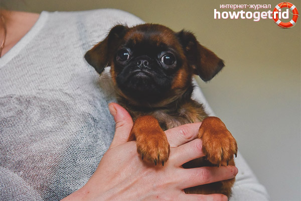 Care and maintenance of pit Brabancon