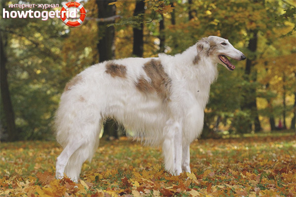 Caring for a Russian canine greyhound