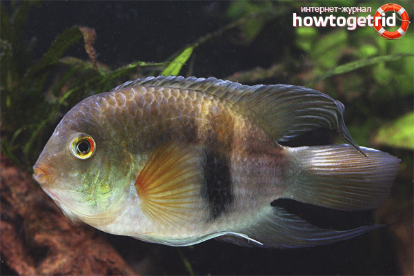 Conditions for keeping Akara Maroni