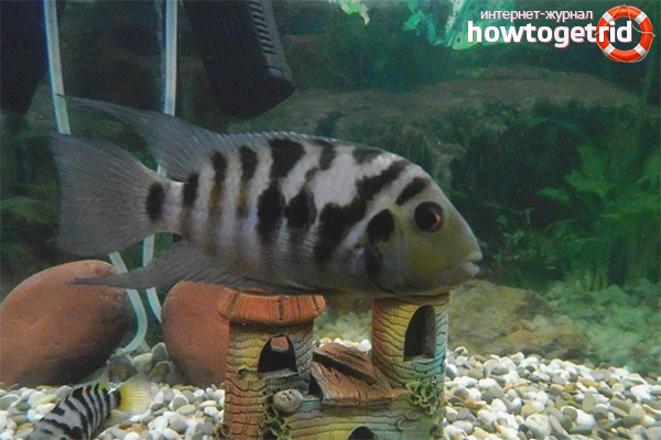 The conditions of the black-striped cichlase