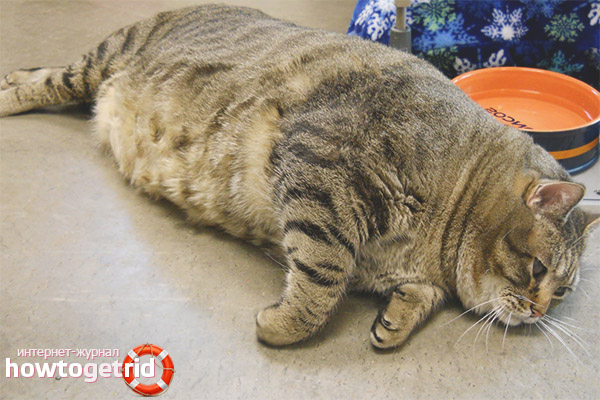 What is the danger of obesity for cats