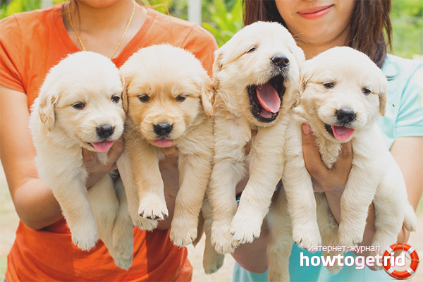 At what age is better to take a puppy