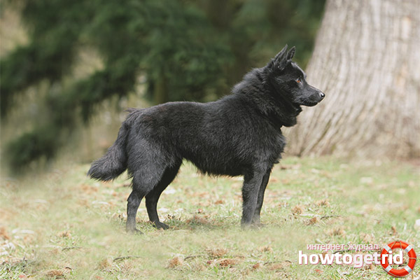 Aussehen und Körperbau von Schipperke