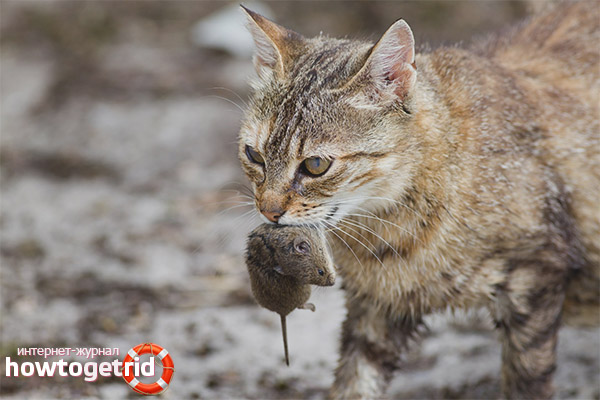 Why do cats bring dead animals home?