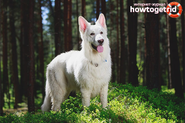 White Swiss Shepherd Health