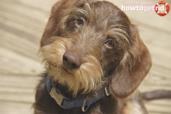 Wire-haired dachshund
