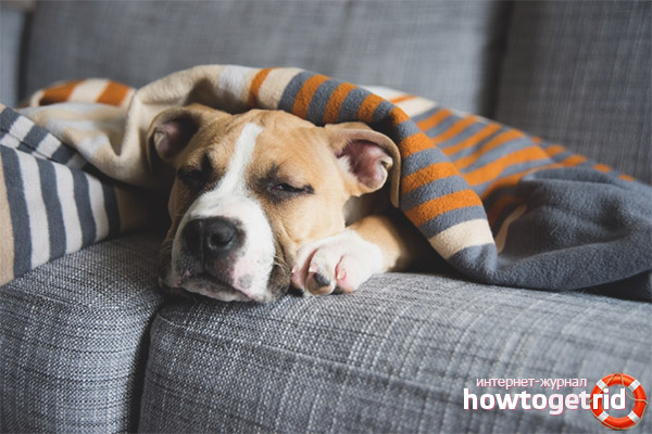 Winter or postpartum depression in dogs