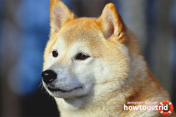 Akita Inu