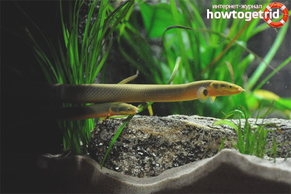 Aquarium fish Kalamoikht Kalabar