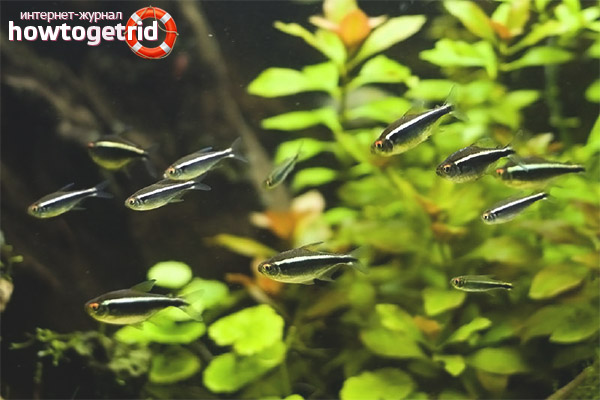 Aquarium fish black neon