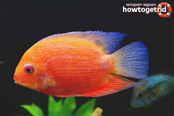 Severum aquarium fish