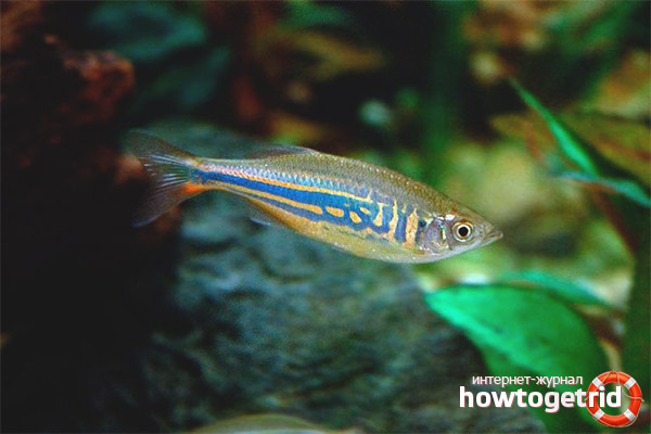 Aquarium fish zebrafish malabar