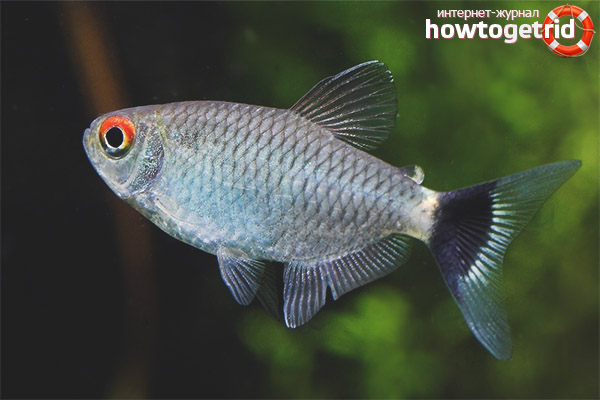 Aquarium fish filomena