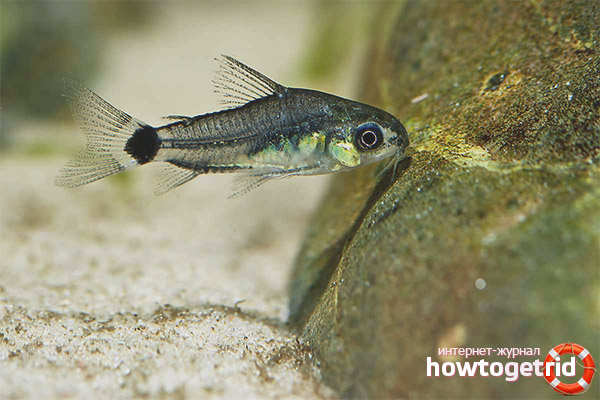 Pygmy Corridor Aquarium Fish