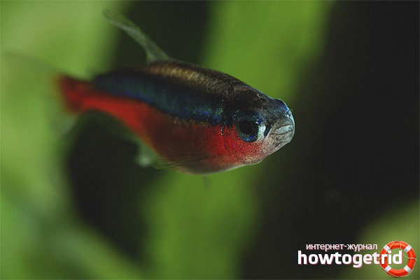 Aquarium fish red neon