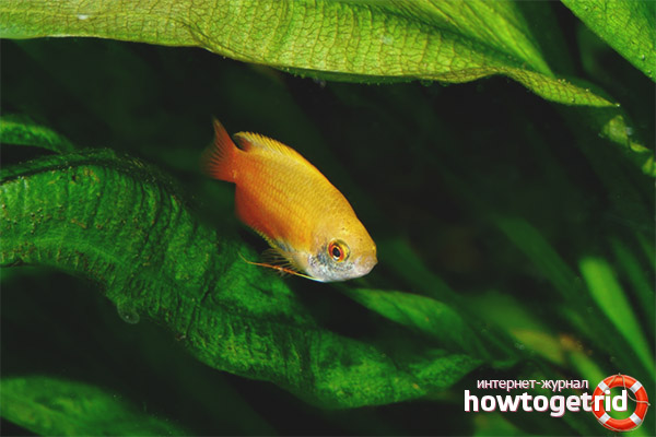 Aquarium fish honey gourami