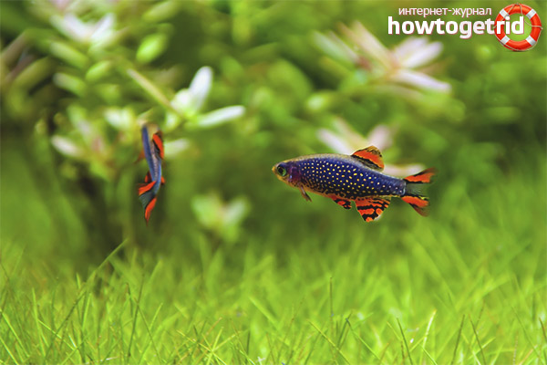 Aquarium fish microparsing galaxy