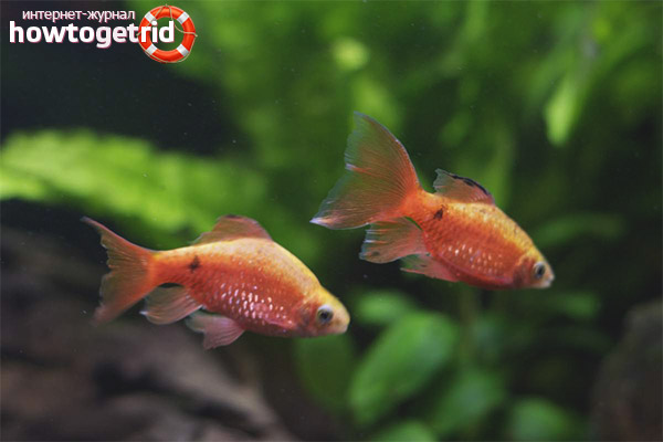 Aquarium fish fire barbus