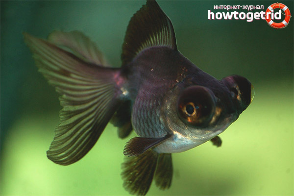 Aquarium fish telescope