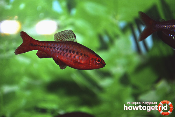 Aquarium fish cherry barbus