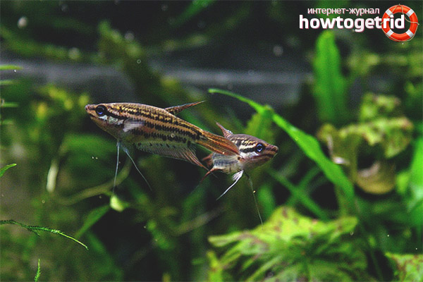 Aquarium fish grouching gourami