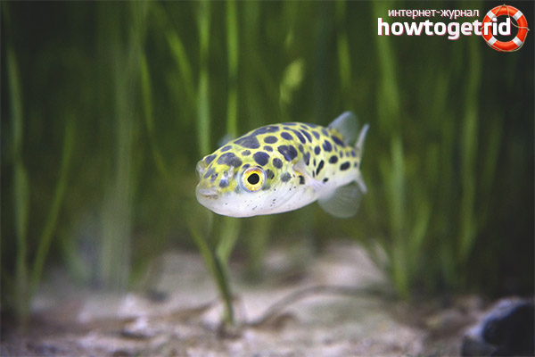 Aquarium fish green tetradon