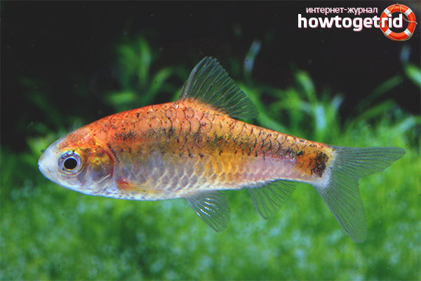 Aquarium content of Schubert barbs