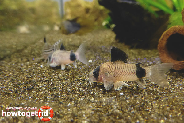 Aquarium catfish corridor panda
