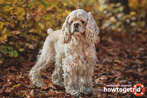 American cocker spaniel