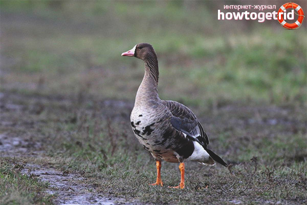 White-fronted goose