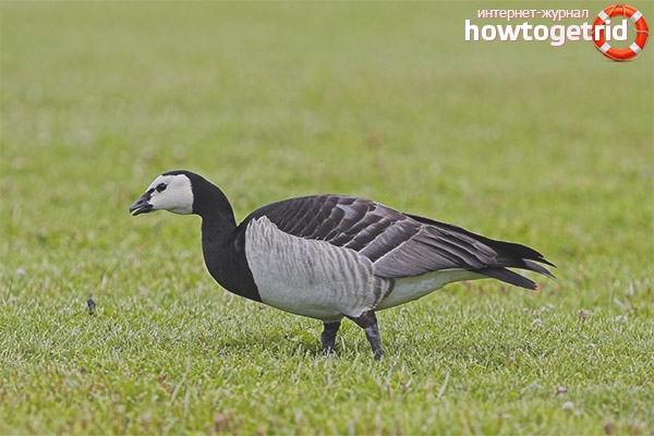 White-breasted goose