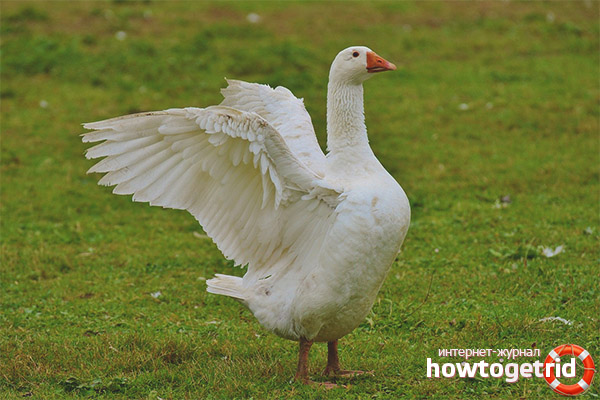 White goose