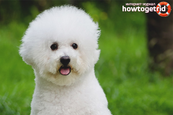 Bichon Frize