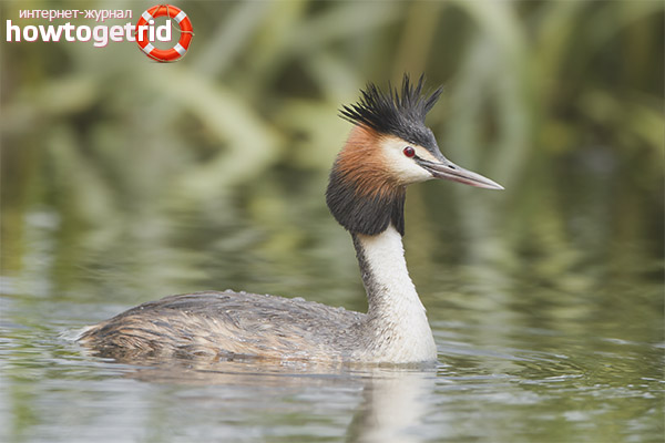 Great Grebe