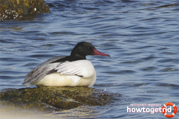 Merganser