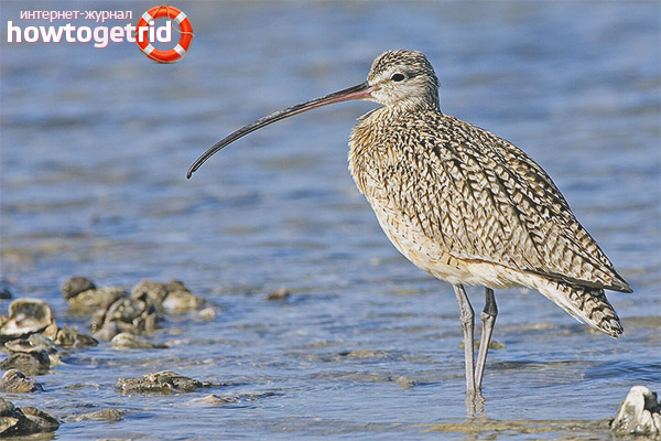 Curlew