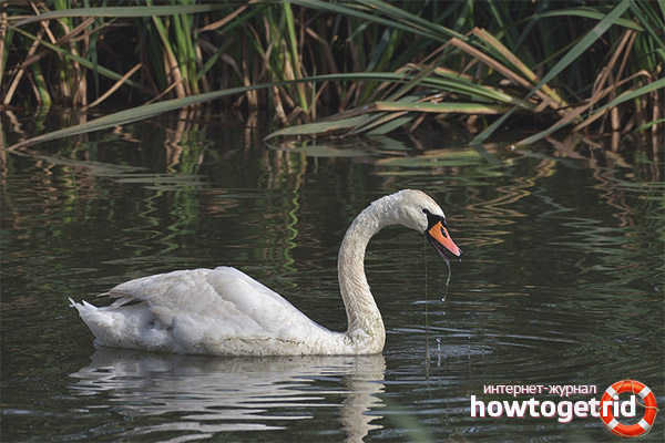 Höckerschwan Paarungszeit