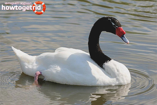 Black-necked swan