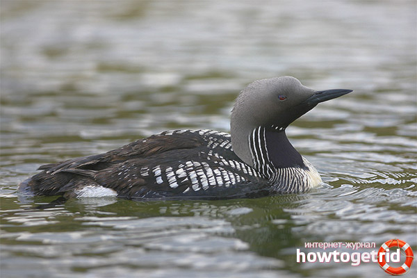 Black-throated loon