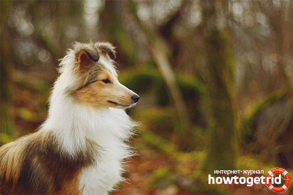 Sheltie character traits