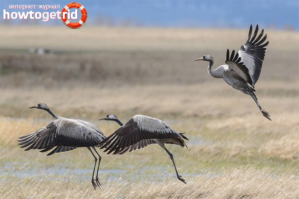 The number and prevalence of gray cranes