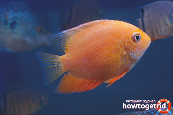 Tsikhlazoma Severum