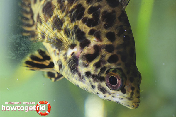 Ctenopoma acutirostre