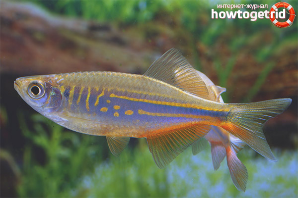 Danio Malabar