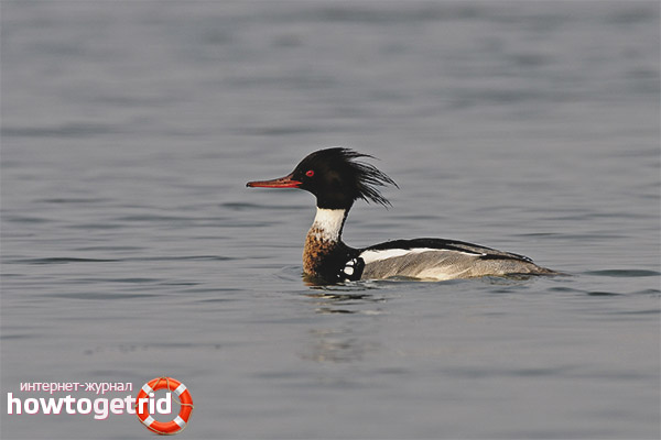 Long-nosed merganser
