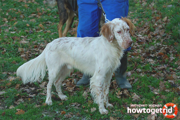 English Setter Training