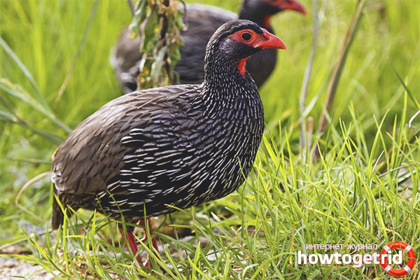 Der natürliche Lebensraum von Turuch