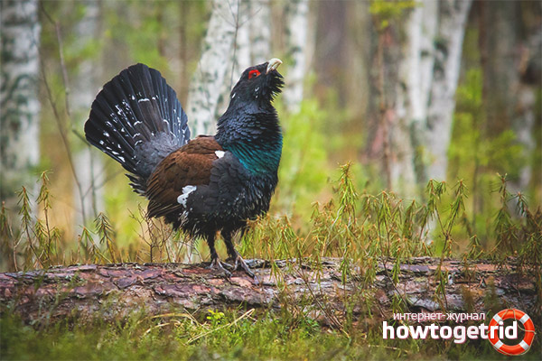 Capercaillie