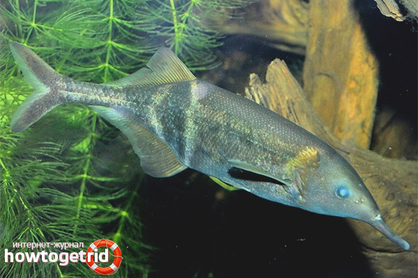 Gnathonemus petersii