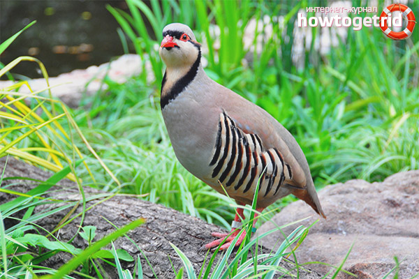 Nidification et élevage de cupcakes